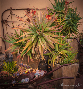 Resthaven Guesthouse