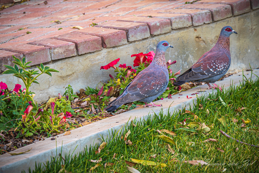 (African) rock pigeons